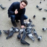 ���������� ������, ���� ������� Sandrik, 36 ���, ������������ ��� ������, ����� � ���������, c�������� ���������