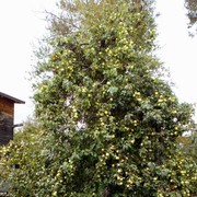  -,   , 55 ,     , c 