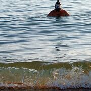 ���������� ��������, ���� ������� ���������, 45 ���, ������������ ��� ������, ����� � ���������, c�������� ���������