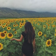 Sunflower ? #hawaii