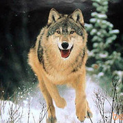 ���������� �������, ���� ������� Vano axalkac, 41 ���, ������������ ��� ������