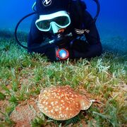 ���������� ������, ���� ������� �����, 39 ���, ������������ ��� ������, ����� � ���������, c�������� ���������