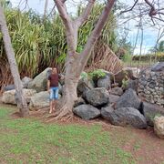 ���������� ����, ���� ������� ������, 44 ����, ������������ ��� ������, ����� � ���������