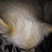 ���������� ������, ���� ������� ������, 43 ����, ������������ ��� ������, ����� � ���������