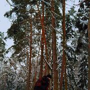 ���������� ������, ���� ������� ���������, 33 ����, ������������ ��� ������, ����� � ���������, c�������� ���������, ���������