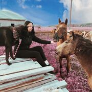 ���������� �������, ���� ������� Catalina, 34 ����, ������������ ��� ������, ���������