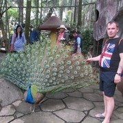 ���������� ������-���������, ���� ������� ����, 40 ���, ������������ ��� ������, ����� � ���������, c�������� ���������