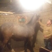 ���������� �����-���������, ���� ������� ����, 41 ���, ������������ ��� ������, ����� � ���������, c�������� ���������, ���������