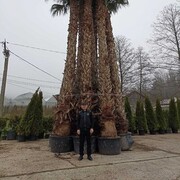  ,   , 52 ,   ,   