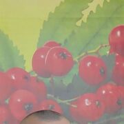 ���������� ��������, ���� ������� ��������, 37 ���, ������������ ��� ������, ���������