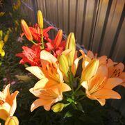 ���������� �������, ���� ������� ����, 69 ���, ������������ ��� c�������� ���������