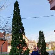 ���������� ���������, ���� ������� ������, 40 ���, ������������ ��� ������, ����� � ���������, c�������� ���������