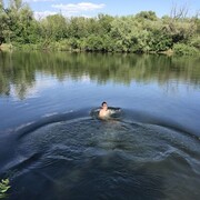 ���������� ���������, ���� ������� �������, 39 ���, ������������ ��� ������, ����� � ���������, c�������� ���������, ���������