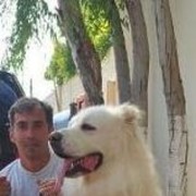 ���������� ����, ���� ������� Azer, 55 ���, ������������ ��� ������, ����� � ���������, c�������� ���������