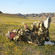 ���������� ������, ���� ������� �������, 50 ���, ������������ ��� ������, ����� � ���������, c�������� ���������