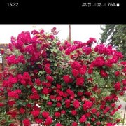 ���������� ���������, ���� ������� ����, 41 ���, ������������ ��� ������, ����� � ���������