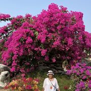 ���������� ������ �����, ���� ������� �������, 59 ���, ������������ ��� ����� � ���������