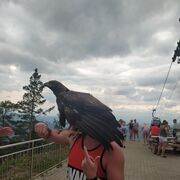 ,   , 33 ,   ,   , c 