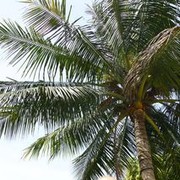 ���������� �������, ���� ������� ��������, 64 ����, ������������ 