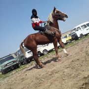  ,   Muso, 44 ,   ,   