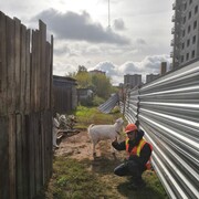 ���������� ���������, ���� ����� ����, 25 ���, ������������ ��� ������, ����� � ���������, c�������� ���������