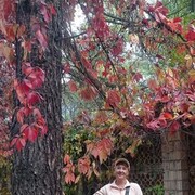 ���������� �����������, ���� ������� �����, 51 ���, ������������ ��� ����� � ���������, c�������� ���������