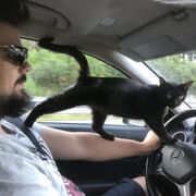 ���������� ������, ���� ������� Fer, 40 ���, ������������ ��� ������, ����� � ���������, c�������� ���������