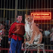 ���������� ����������, ���� ������� ������, 37 ���, ������������ ��� ������, ����� � ���������, c�������� ���������