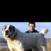 ���������� �������, ���� ������� ����, 44 ����, ������������ ��� ������, ����� � ���������, c�������� ���������