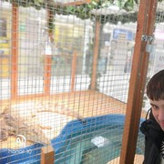 ���������� �����������, ���� ������� ������, 31 ���, ������������ ��� ������, ����� � ���������, c�������� ���������