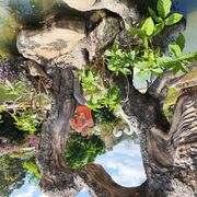 ���������� �������, ���� ������� ������, 63 ����, ������������ ��� ������, ����� � ���������