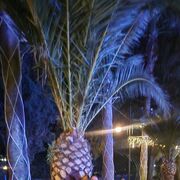 ���������� ������, ���� ������� �����, 36 ���, ������������ ��� c�������� ���������