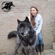 ���������� ����, ���� ������� ����, 37 ���, ������������ ��� ������, ����� � ���������