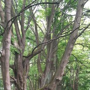 ���������� �����������, ���� ������� �������, 37 ���, ������������ 