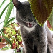 ���������� ������, ������� ����, 32