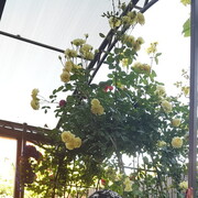 �������� ����� �������  ����� 08.06.2020