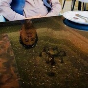 ���������� ���������, ���� ������� �����, 51 ���, ������������ ��� ������, ����� � ���������, c�������� ���������