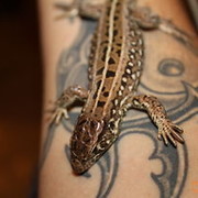 ���������� ������, ���� ������� Niki, 32 ����, ������������ ��� ������