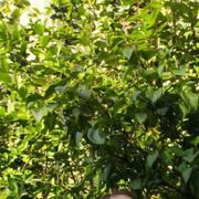 ���������� ������, ���� ������� ������, 32 ����, ������������ ��� ������, ����� � ���������, c�������� ���������