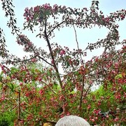 ���������� ����������, ���� ������� ����, 94 ����, ������������ 