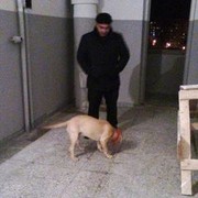  ,   Leqso, 54 ,   