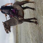 ���������� ����-���������, ���� ����� �����, 24 ����, ������������ ��� ������, ����� � ���������