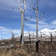 ���������� ����, ���� ������� �����, 38 ���, ������������ ��� c�������� ���������