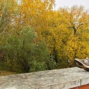 ���������� ������, ���� ������� �����, 39 ���, ������������ ��� ������, ����� � ���������