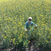 ���������� �����������, ������� �������, 43