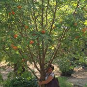 ���������� ���������, ���� ������� �������, 64 ����, ������������ ��� ����� � ���������, c�������� ���������, ���������