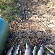 ���������� ����, ���� ������� ���������, 49 ���, ������������ ��� ������, ����� � ���������