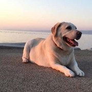 ���������� ������, ���� ������� Carlos, 62 ����, ������������ ��� ������, ����� � ���������, c�������� ���������