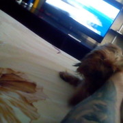 ���������� ������������, ���� ������� �������, 40 ���, ������������ ��� ������, ����� � ���������, c�������� ���������, ���������