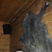  ,   Ivan, 37 ,     , c 